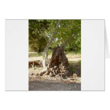 Montezuma's Woods Greeting Cards