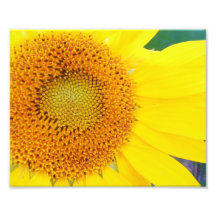 Montreal Sunflower Photo Print