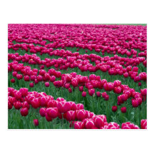 Montrez le jardin des ampoules ressort-fleurissant cartes postales