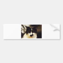 Monty Black and White cat Bumper Stickers