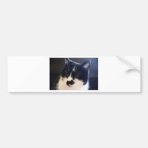 Monty Cat Bumper Stickers