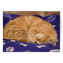 Monty the kitten greeting cards
