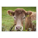 Moo Card