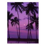 Moon and Palm Tree Post Cards