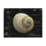 Moon Sea Snail Seashell, Unalaska Island