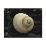 Moon Sea Snail Seashell, Unalaska Island postcards