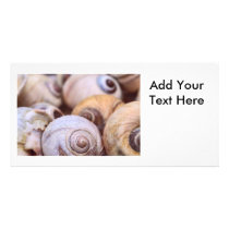 Moon Snail Shells Picture Card