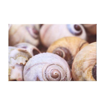Moon Snail Shells Stretched Canvas Print