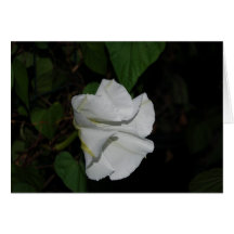 Moonflower Greeting Card
