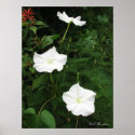 Moonflowers posters