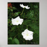 Moonflowers Print