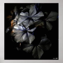 Moonshine Print