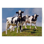Moooh ! cartes de vœux
