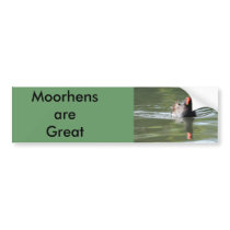 Moorhen Bumper Stickers