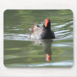 Moorhen Mouse Pads