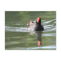 Moorhen Postcard