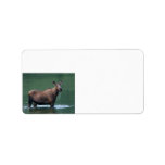 moose address label