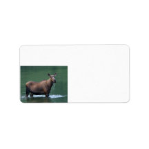 moose address label