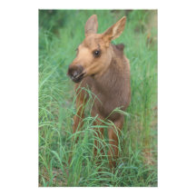 moose, Alces alces, newborn calf stands in 2 Photograph