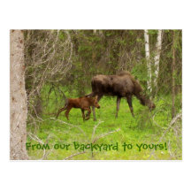 Moose and calf post cards