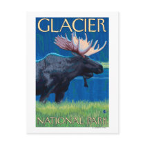 Moose at Night - Glacier National Park, MT Postcards