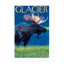 Moose at Night - Glacier National Park, MT Postcards