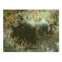 Moose Boulder Creek Postcard