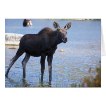 Moose Calf On the Alert Greeting Cards