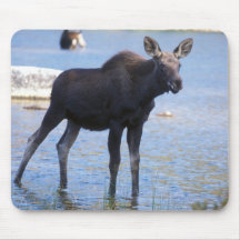 Moose Calf On the Alert Mouse Pad