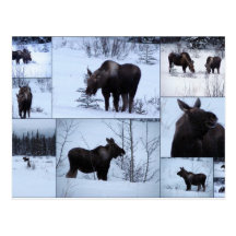 Moose Collage; No Text Postcard