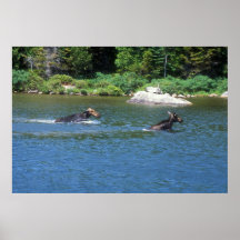 Moose Confrontation Posters