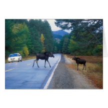 Moose Crossing the Kancamagus Highway Cards