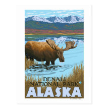 Moose Drinking at Lake - Denali National Park, Postcards