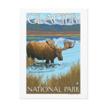 Moose Drinking at Lake - Glacier National Park, Post Cards