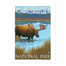 Moose Drinking at Lake - Glacier National Park, Post Cards