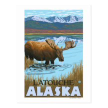 Moose Drinking at Lake - Latouche, Alaska Postcard