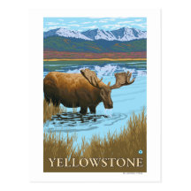 Moose Drinking at Lake - Yellowstone National Post Card