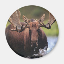 Moose Fridge Magnet