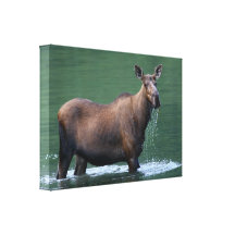 moose gallery wrap canvas