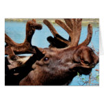 Moose Greeting Card