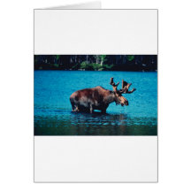 Moose Greeting Card