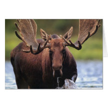 Moose Greeting Card