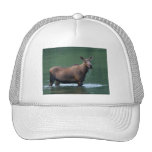 moose hats