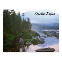 Moose in Evening Storm Katahdin Region Post Card