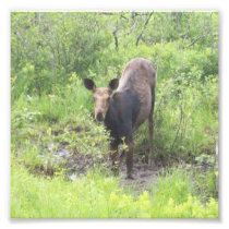 Moose in The Mud Photoprint