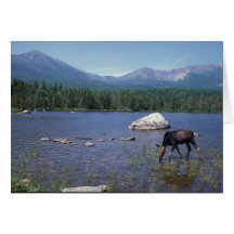 Moose Mount Katahdin Baxter State Park Greeting Cards