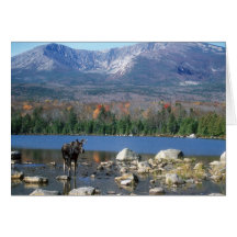 Moose, Mount Katahdin, Sandy Stream Pond Greeting Cards