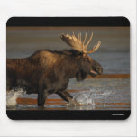 moose mouse pads