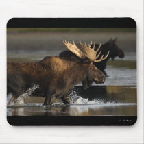 Moose Mouse Pads