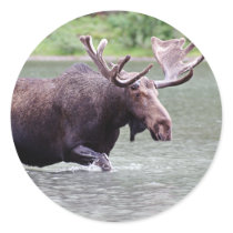 Moose on a Mission Round Sticker